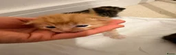 Mixed Breed cats for sale: 3 male 3 female cute kittens - Advert 7