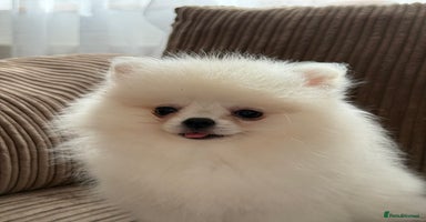 Pomeranian dogs - Advert 16