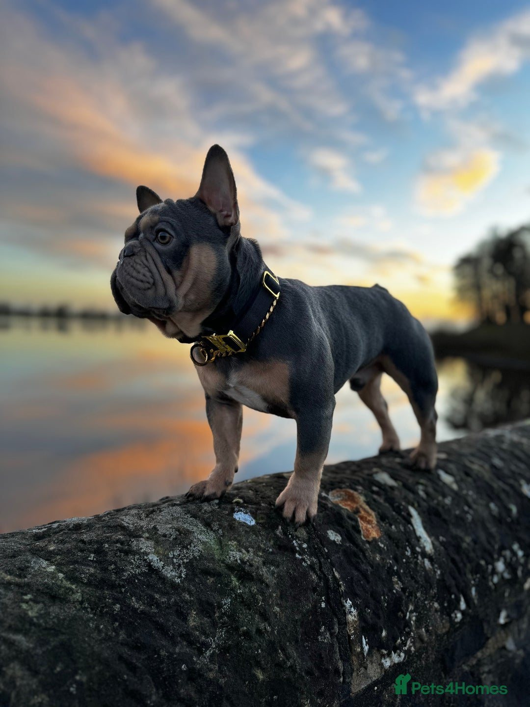 French Bulldog dogs for stud: French bulldog male for stud - Image 10