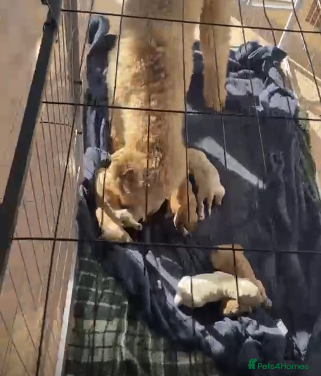 Goldendoodle dogs for sale: Goldendoodle pups  - Advert 8