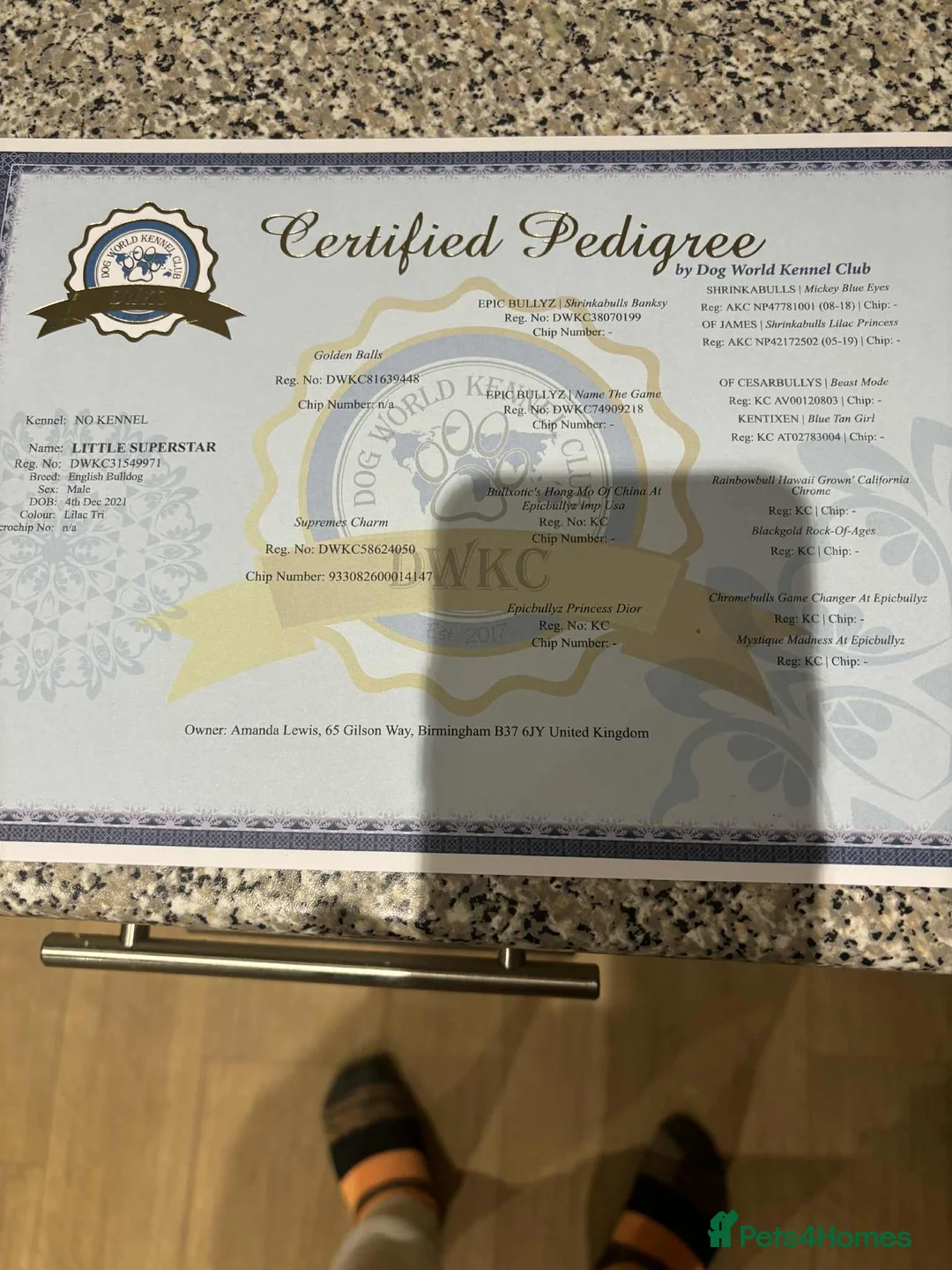 English Bulldog dogs for sale: British Bulldog - Advert 4