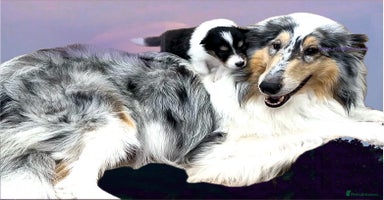 Rough Collie dogs - Advert 3
