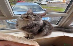 Maine Coon cats for sale: GCCF Pedigree Russian line Maine Coon - Advert 16