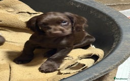 Cocker Spaniel dogs for sale: K.C. Well bred chocolate working cocker spaniels - Image 6