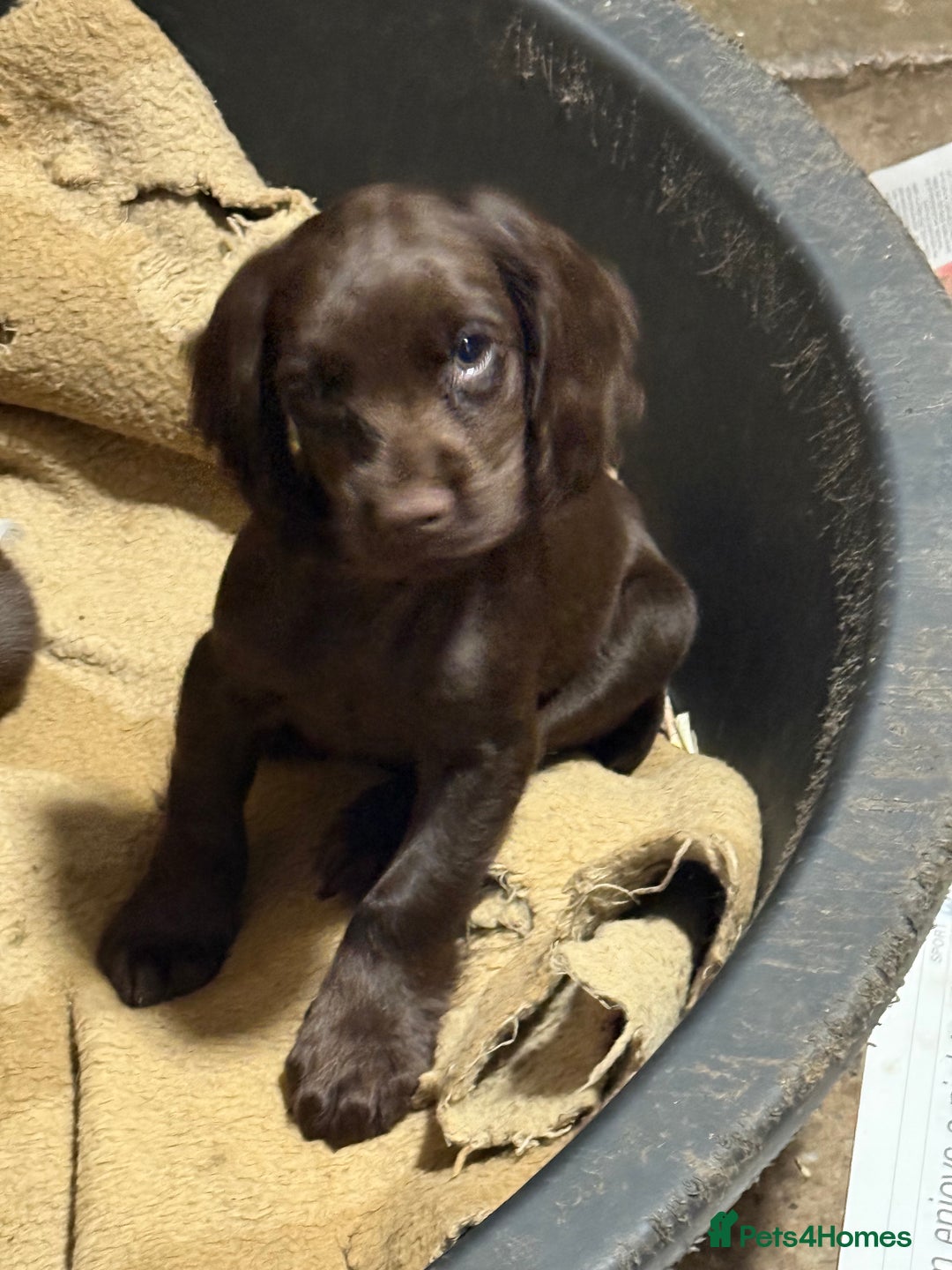 Cocker Spaniel dogs for sale: K.C. Well bred chocolate working cocker spaniels - Image 6