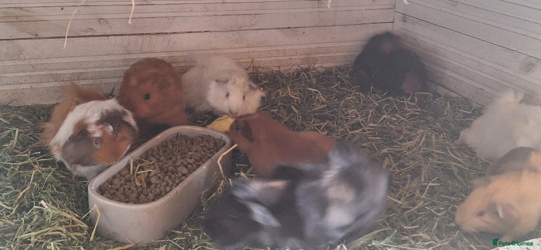Guinea Pig rodents for sale: Funky male baby Guinea Pigs  - Image 10
