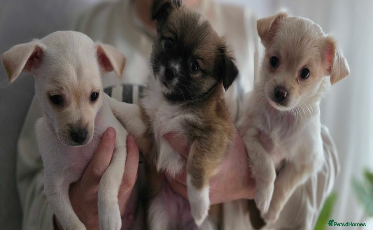 Pomchi dogs - Advert 13