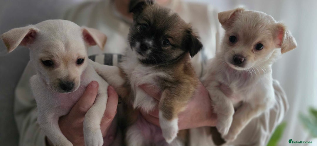 Pomchi dogs for sale: Amazing little Pomchi Pups - Image 1