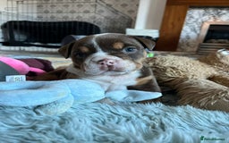 English Bulldog dogs for sale: Beautiful British bulldog pups  - Image 17