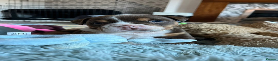 English Bulldog Puppy 2