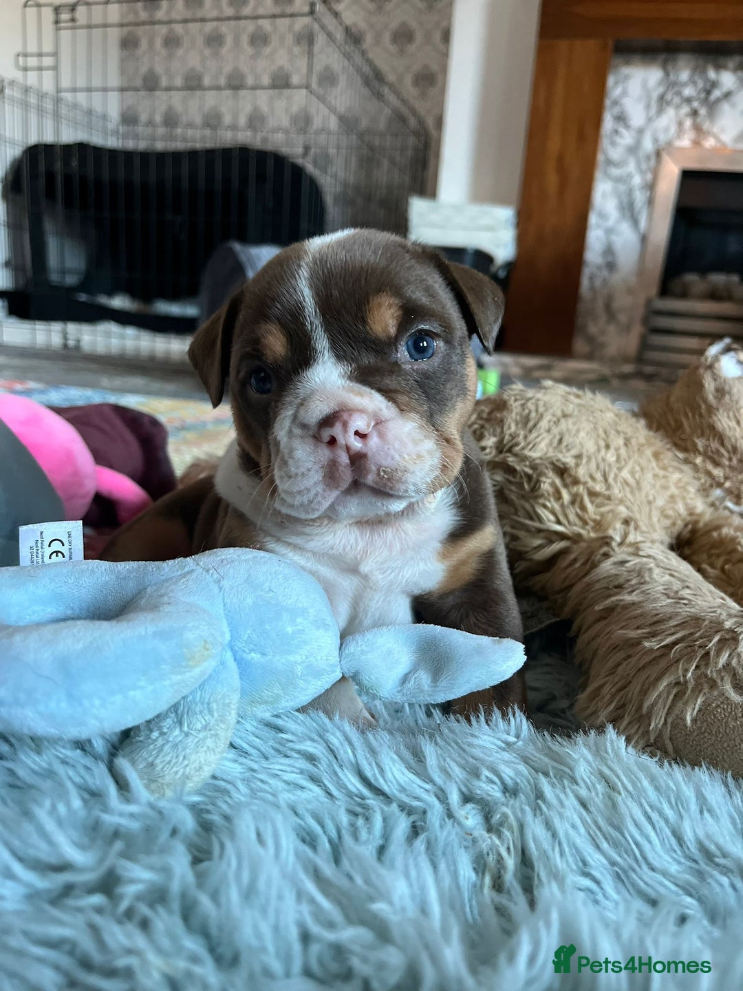 English Bulldog dogs for sale: Beautiful British bulldog pups  - Image 17