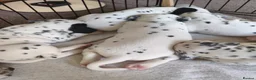 Dalmatian dogs for sale: Kc pups  - Advert 6