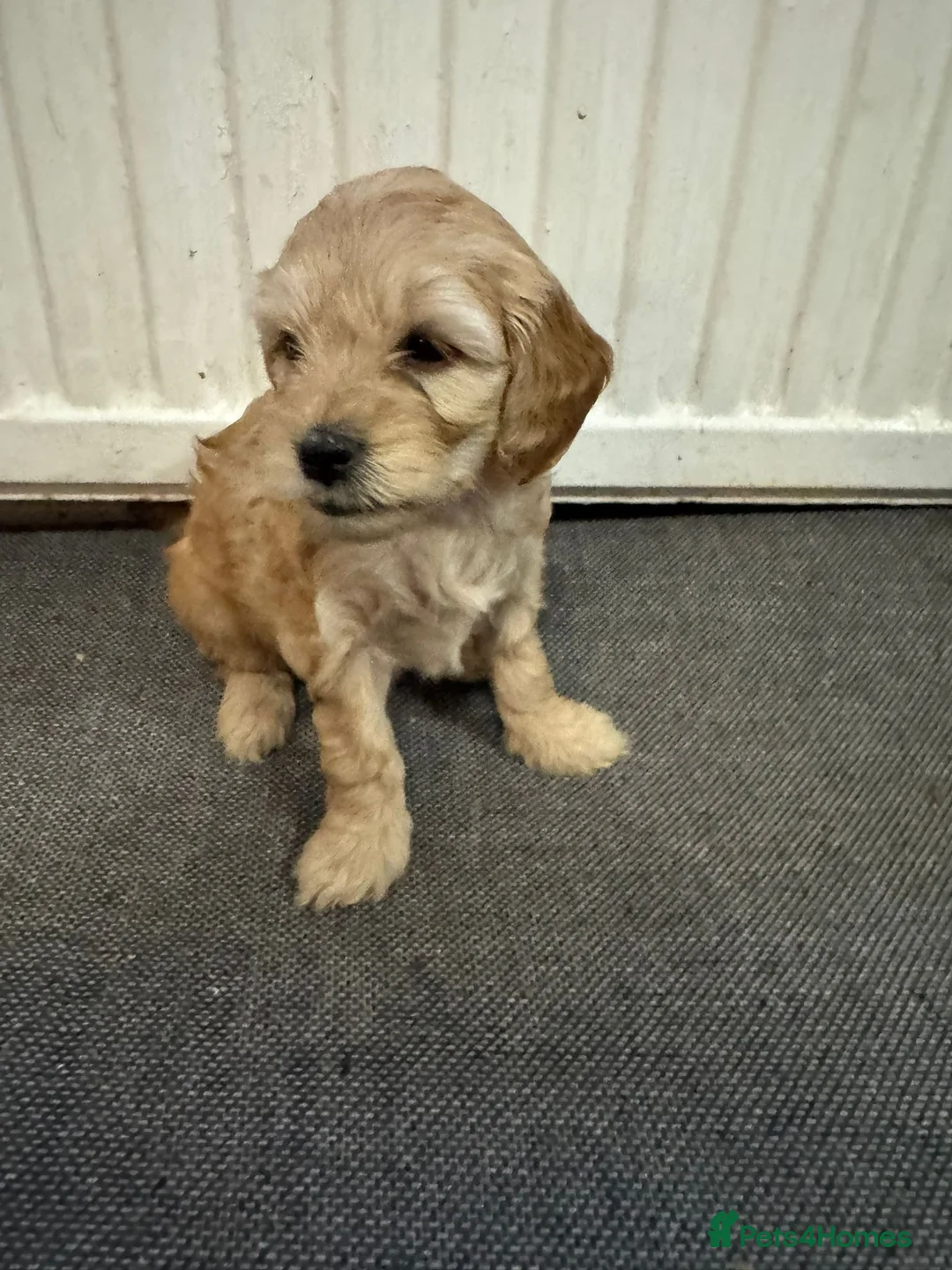 Cockapoo dogs for sale: Cocerpoo puppys Manchester  - Advert 8