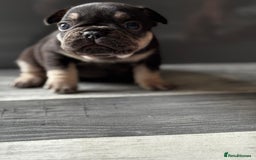 French Bulldog dogs for sale: French bulldogs  - Image 7