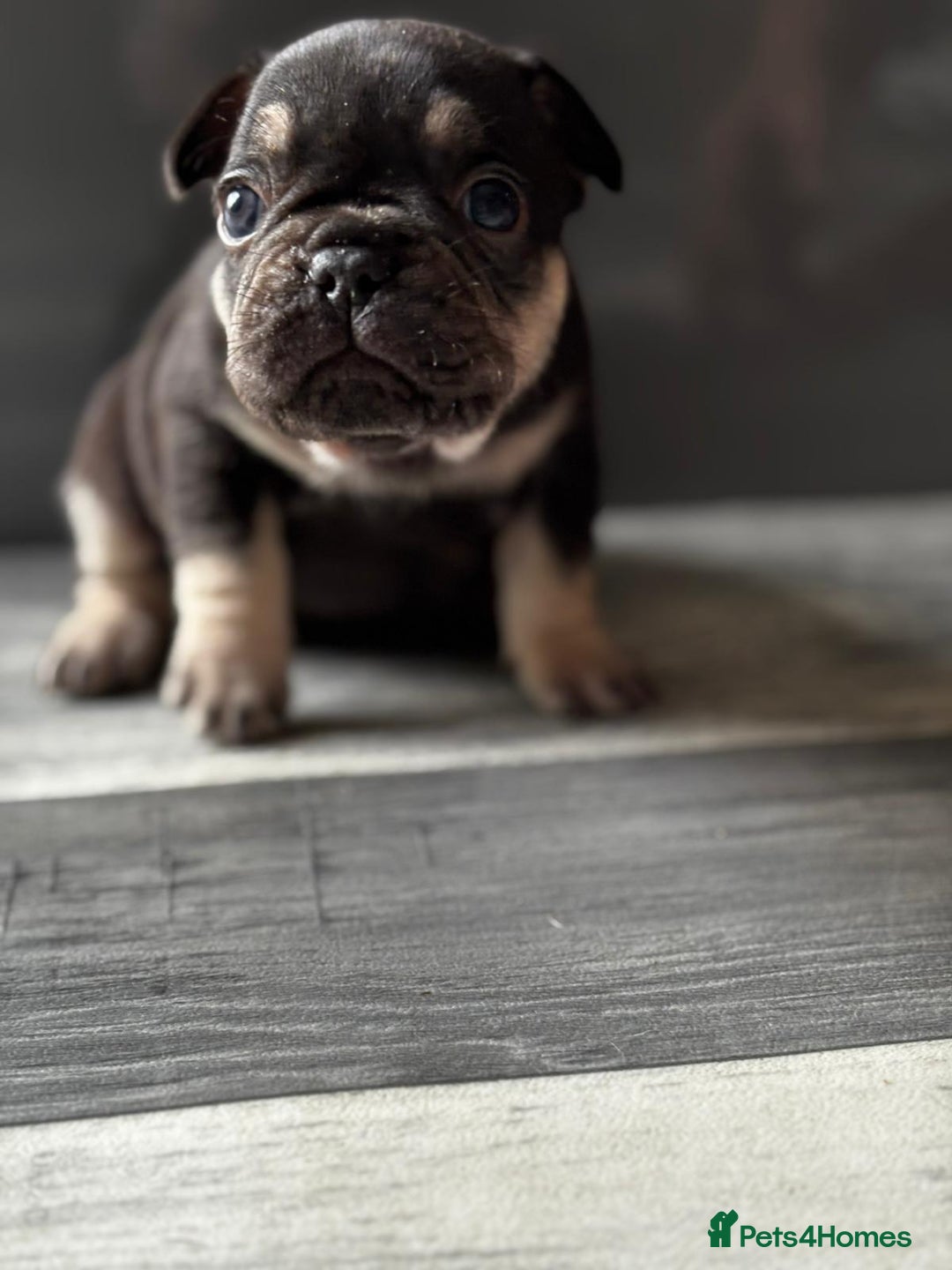 French Bulldog dogs for sale: French bulldogs  - Image 7