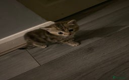 Mixed Breed cats for sale: 3 beautiful kittens looking for their forever home - Image 1