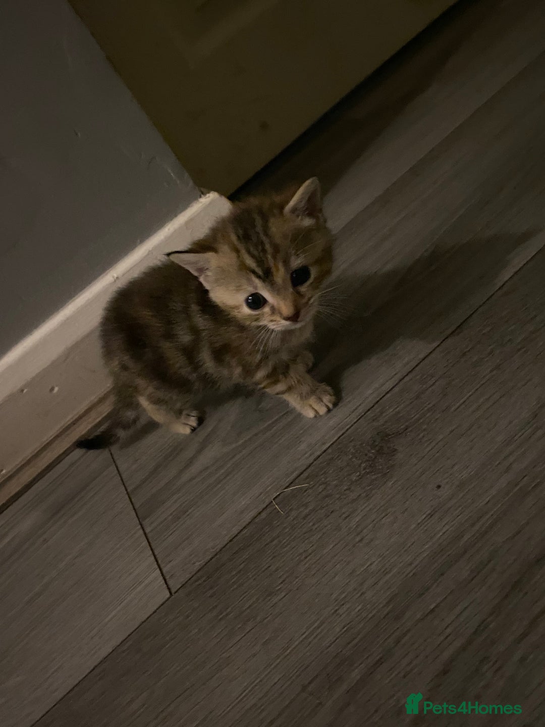 Mixed Breed cats for sale: 3 beautiful kittens looking for their forever home - Image 1