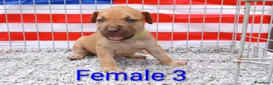 American Bull Staffy 7