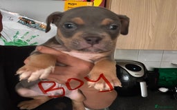 American Bully dogs for sale: Pocket bullies - Image 5