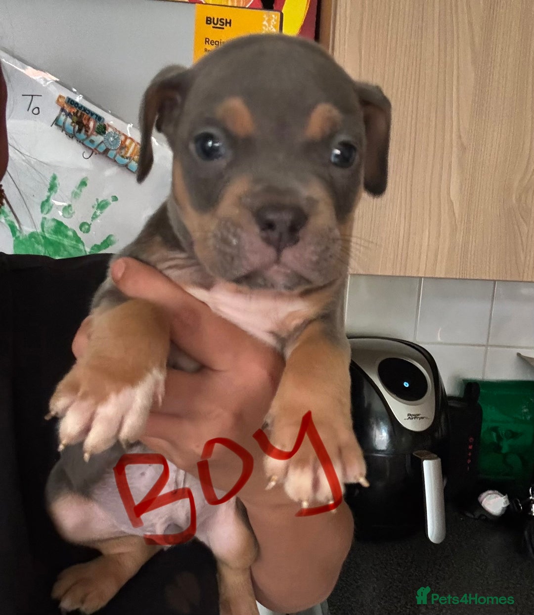 American Bully dogs for sale: Pocket bullies - Image 5