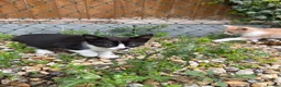 British Shorthair cats for sale: 🐾 Adorable Black & White Kitten in London - Advert 4