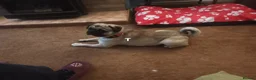 Pug dogs for sale: Pug for rehoming - Advert 1