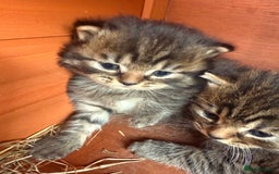Mixed Breed cats for sale: Kittens for sale  - Image 2