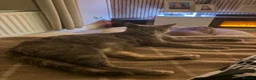 Mixed Breed cats for sale: Beautiful Kittens - Advert 17