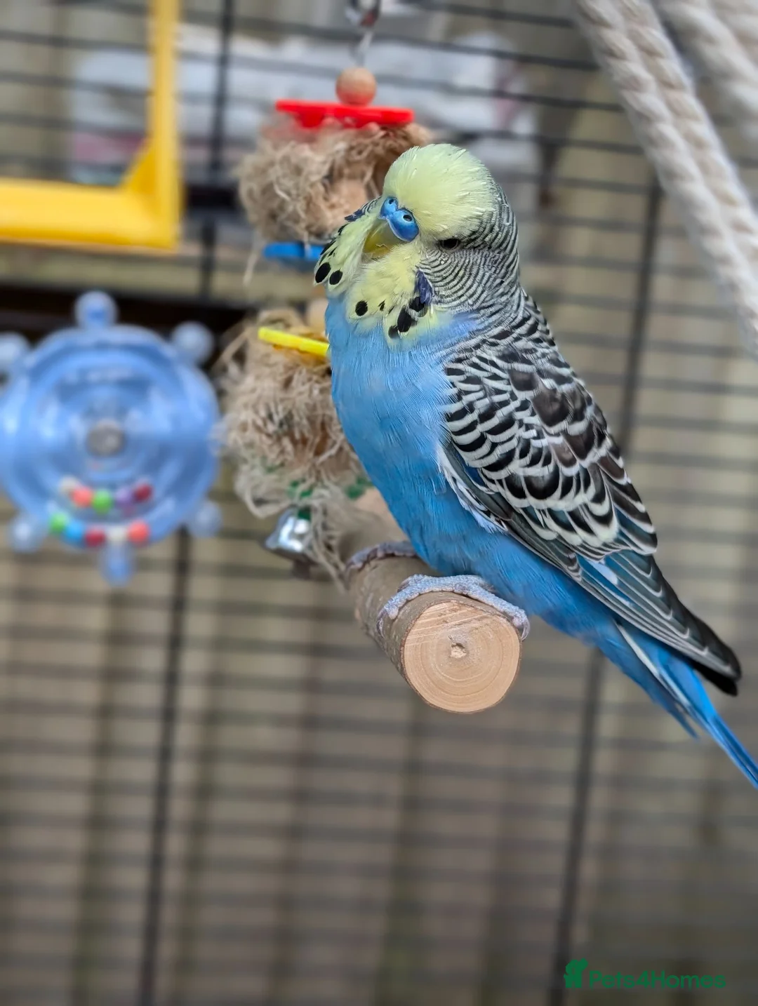 Budgerigars birds for sale: Young Male Budgie Looking for a Loving Home - Advert 2