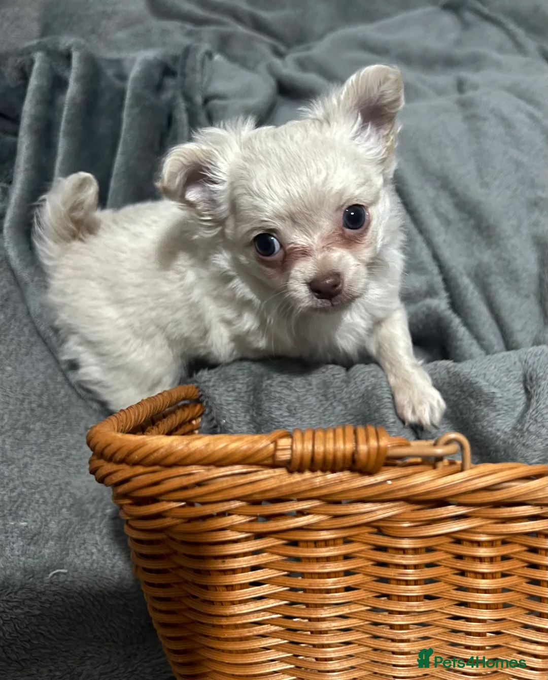 Chihuahua dogs for sale: Beautiful pure white long haired boy  - Advert 2