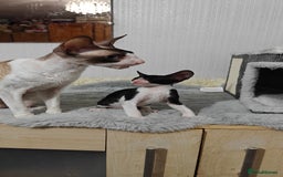 Cornish Rex cats for sale: Cornish Rex kitten  - Advert 5