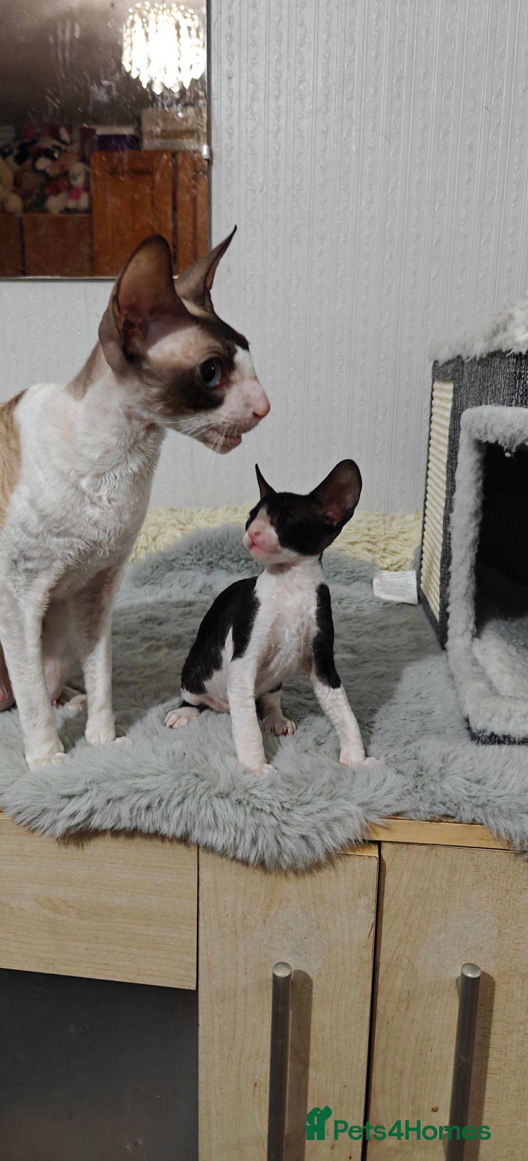 Cornish Rex cats for sale: Cornish Rex kitten  - Advert 5