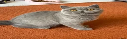 British Shorthair cats for sale: Show Quality pedigree BSH kitten ready to go now! - Advert 12