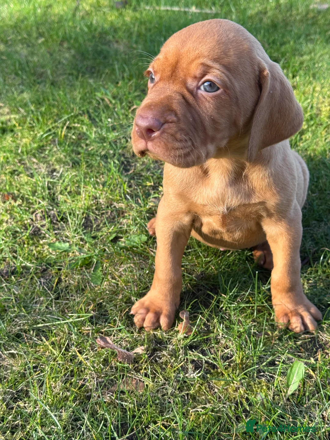 Hungarian Vizsla dogs for sale: OUR BEAUTIFUL GIRL HAS HAD 8 KC REG PUPS - Advert 1