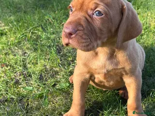 Hungarian Vizsla dogs OUR BEAUTIFUL GIRL HAS HAD 8 KC REG PUPS - Advert 2