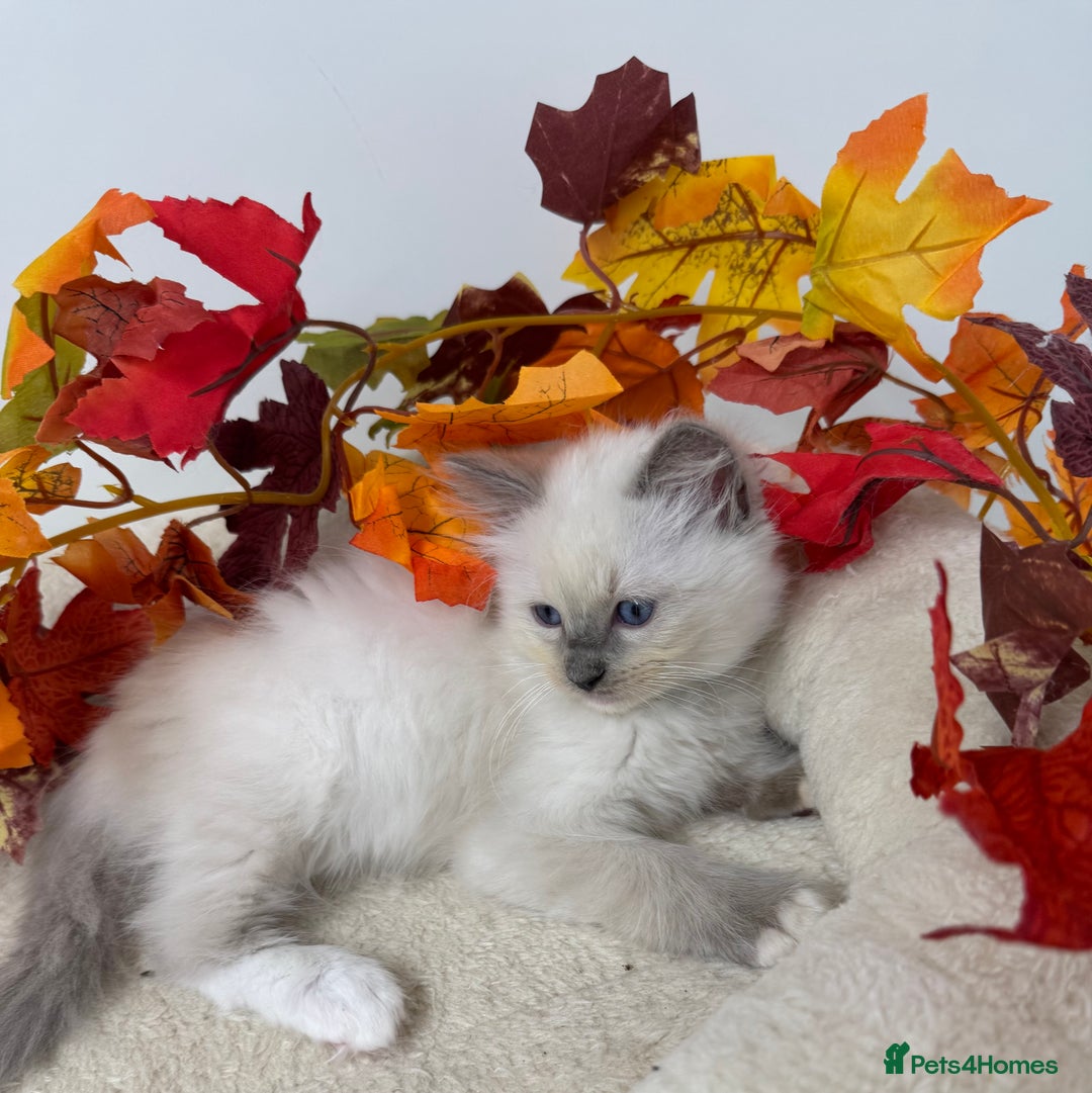 Ragdoll cats for sale: Adorable Ragdoll Kittens GCCF Registered  - Image 6