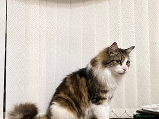 Maine Coon cats Toffe name cat Healthy , Gentle Loving Maine coone - Advert 4