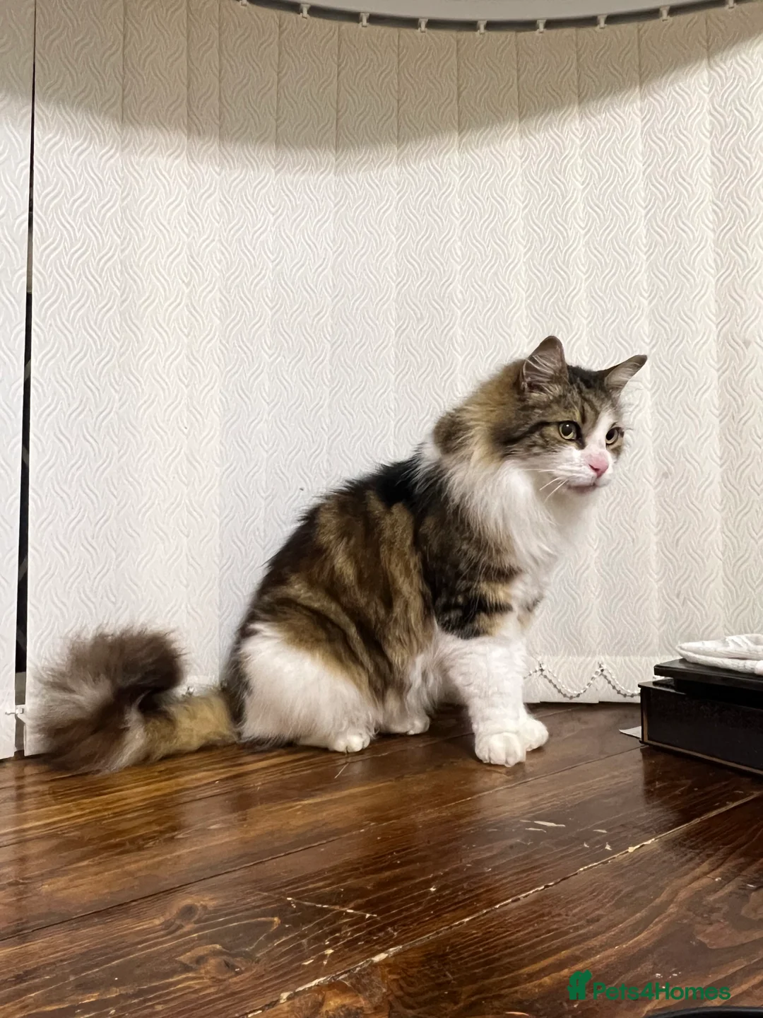 Maine Coon cats for sale: Toffe name cat Healthy , Gentle Loving Maine coone - Advert 1