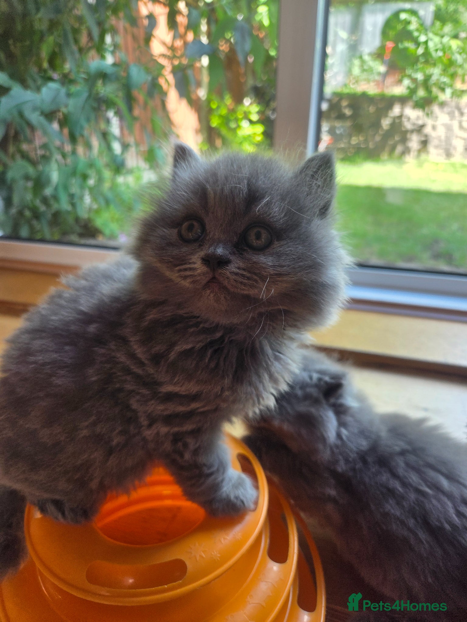 British Longhair cats for sale: Kittens blue boys and girl  in Nottingham - Advert 13