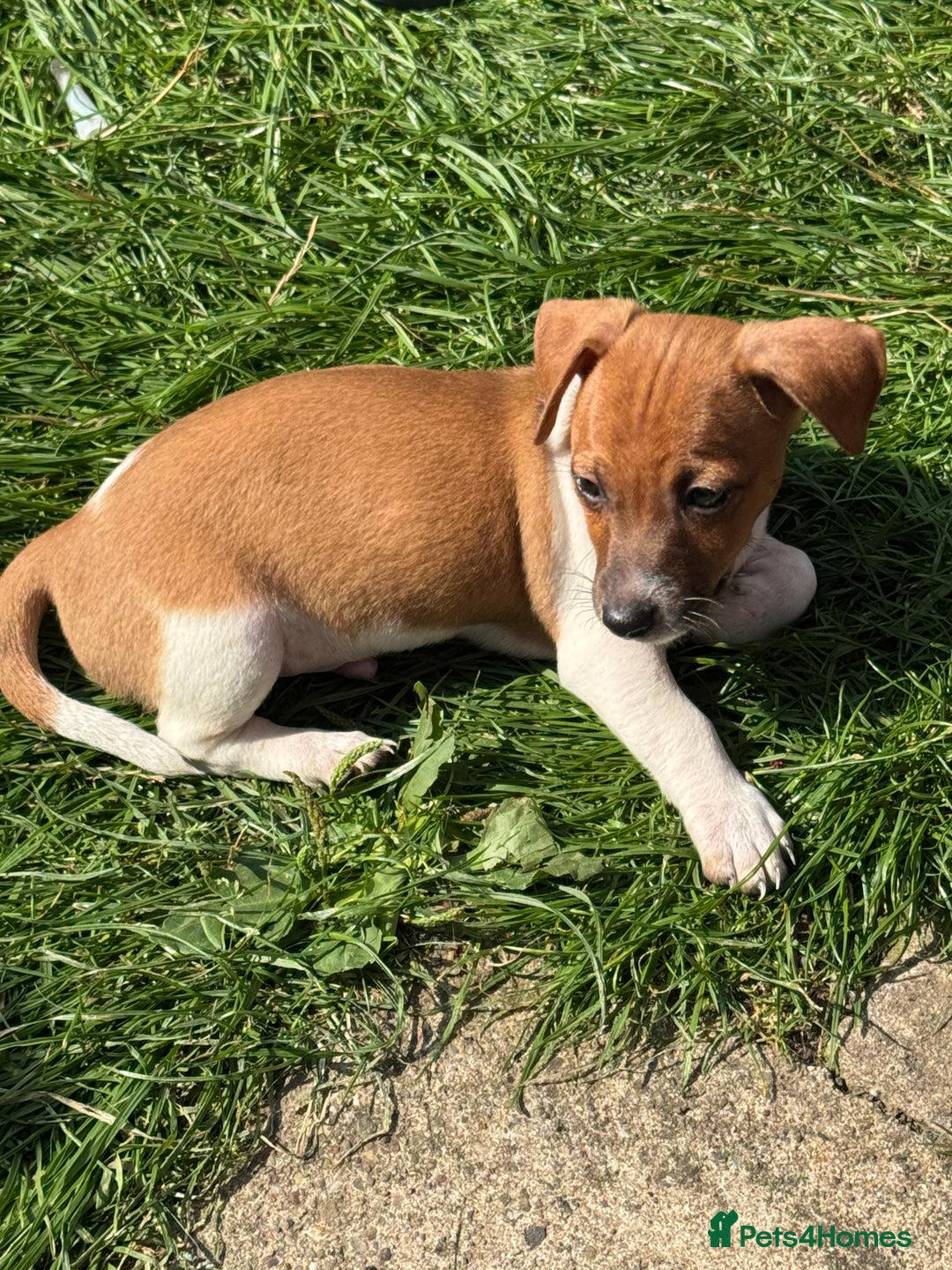 Jack Russell dogs for sale: Minature short haired Jack Russell puppys - Image 3