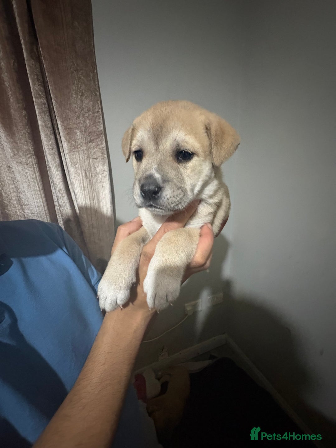 Mixed Breed dogs for sale: american akita  - Advert 25