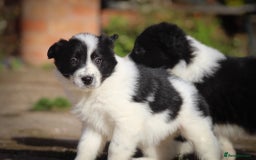 Border Collie dogs for sale: Border Collie Puppies for Sale - Image 9