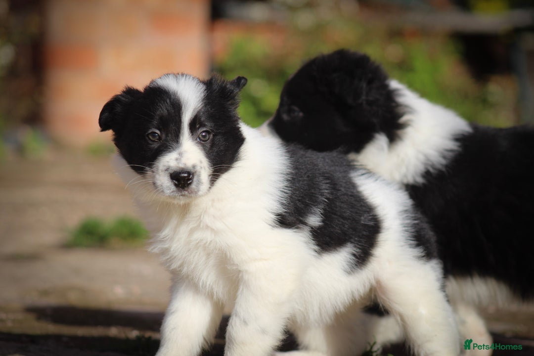Border Collie dogs for sale: Border Collie Puppies for Sale - Image 9