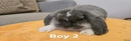French Lop rabbits for sale: Pure Bread French Lops  - Advert 4