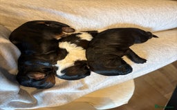 Cavapoo dogs for sale: Cavapoo (Cavalier Backcross) Puppies - Image 7