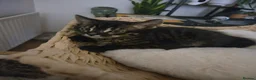 Bengal cats for sale: Bengal kittens ready for their forever homes  - Advert 18
