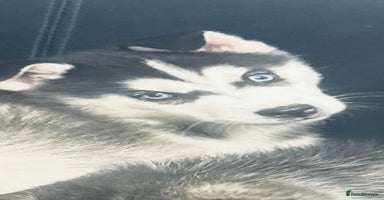 Siberian Husky dogs Siberian husky - Advert 8