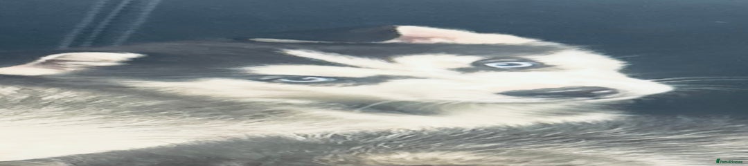 Siberian Husky Puppy 1