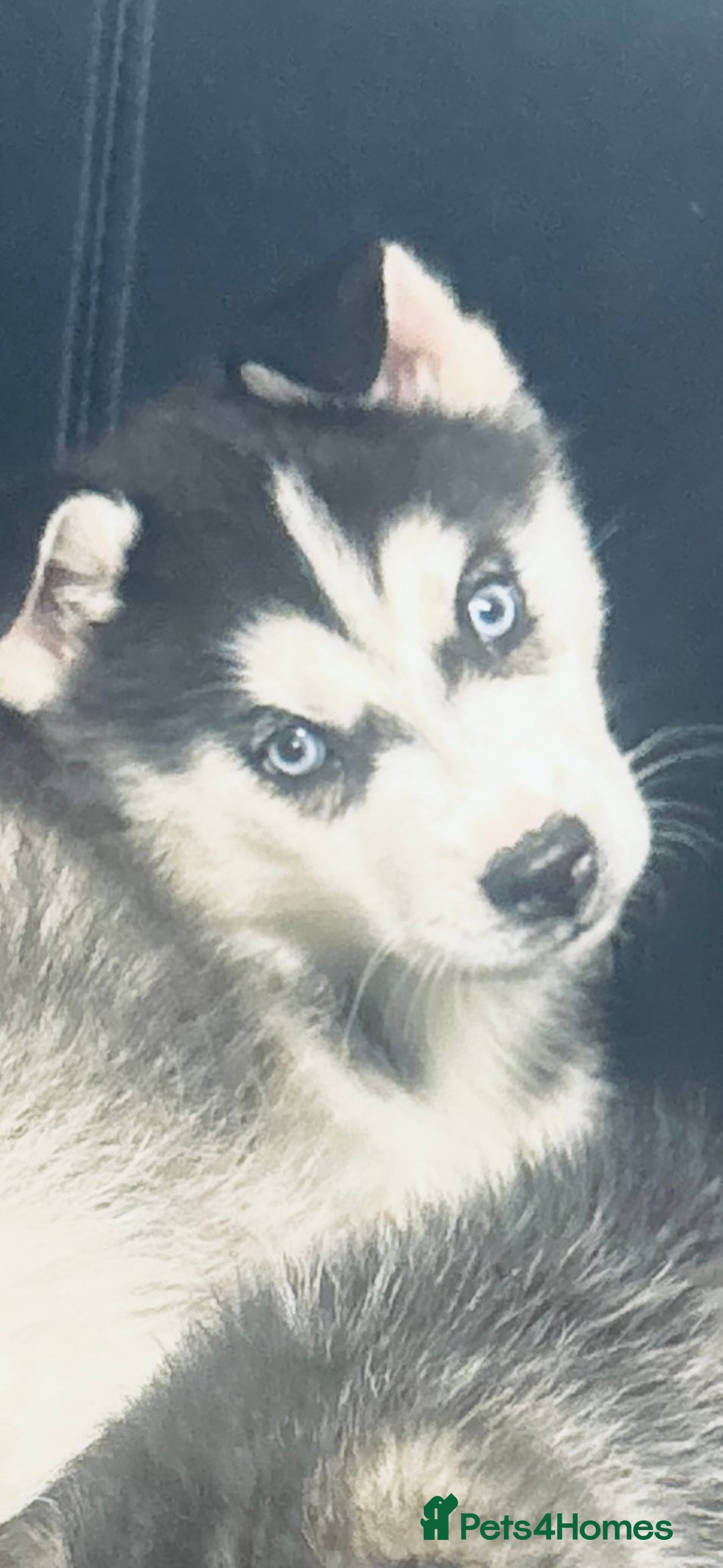 Siberian Husky dogs for sale: Siberian husky - Advert 2