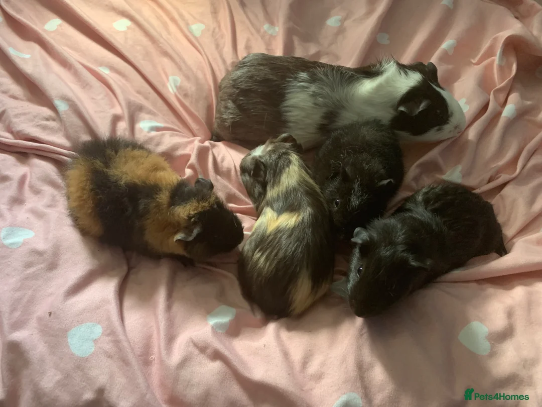 Guinea Pig rodents for sale: Guinea pigs  in Havant - Advert 2